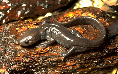 Analizan información genética de salamandras de México