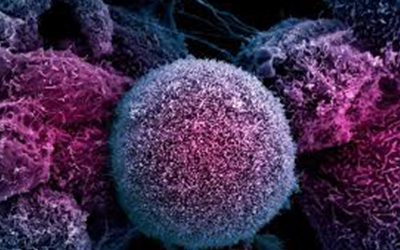 Investiga mexicano en Harvard función celular para inhibir el cáncer