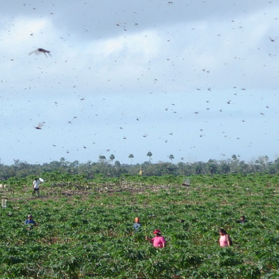 Estudian plaga de langosta centroamericana en México