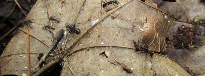 Marabuntas, hormigas legionarias de Jalisco