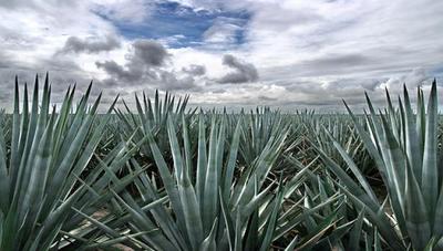 Investigadores fomentan rescate del sotol y ecosistemas relacionados