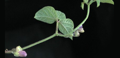 Estudian genes y proteínas resistentes a sequía en planta de frijol