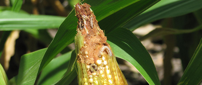 Científicos de UNAM patentan bioinsecticida contra plaga del maíz