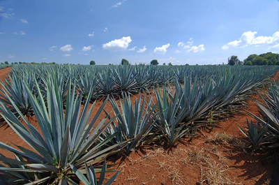 Alistan Primer Congreso Nacional de Agave en Oaxaca