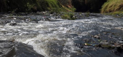 Mexicano descubre hongos que purifican agua contaminada por fármacos