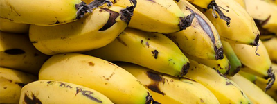 Dos en uno: biofertilizante y biofungicida de banano