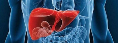 El hígado, subestimada máquina de trabajo