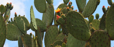 Mexicanos generan energía eléctrica a partir de biomasa de nopal y excremento de vaca