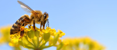 Insectos polinizadores, entre la vida y la extinsión