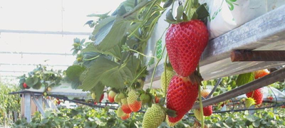 Un novedoso método de cultivo permitirá cultivar fresas sin un poderoso contaminante que destruye la capa de ozono