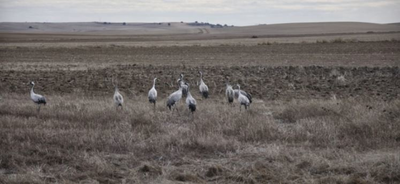 Reimpresión de: Efectos de la sequía en aves y vegetación riparia en el delta del río Colorado, México.