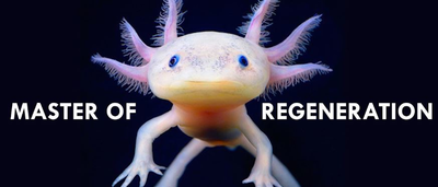 Descifrando los secretos del axolotl: la publicación del genoma más grande de todos los tiempos