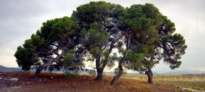 La importancia relativa de la profundidad del suelo para la resistencia del pino de Alepo. Frente a la aridez creciente inducida por el cambio climático