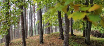 Simulating the interaction among initial stand density and water and nutrient flows to understand the development of Pinus sylvestris and Fagus sylvatica mixedwoods under climate change