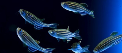 Widening control of fin inter-rays in zebrafish and inferences about actinopterygian fins.