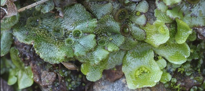 A Synopsis of the Liverwort Flora of North America North of Mexico