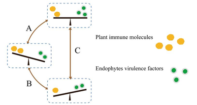 Production of bioproducts by endophytic fungi: chemical ecology, biotechnological applications, bottlenecks, and solutions